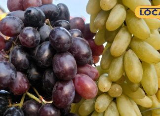 काला या हरा..कौन सा अंगूर ज्यादा खाएं? इनमें से एक शरीर को डिटॉक्स करने, इम्यूनिटी बढ़ाने में कारगर