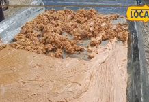 औरंगाबाद के किसान शत्रुघ्न यादव की गन्ने की खेती से 5 लाख की कमाई