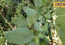 मटर जैसी दिखने वाली ये सब्जी है सेहत का खजाना…औषधिय गुणों की खदान, प्रोटीन की कमी कर देगी झट से दूर! – Bharat.one हिंदी