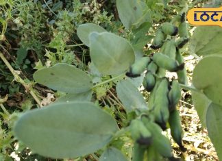 मटर जैसी दिखने वाली ये सब्जी है सेहत का खजाना…औषधिय गुणों की खदान, प्रोटीन की कमी कर देगी झट से दूर! – Bharat.one हिंदी