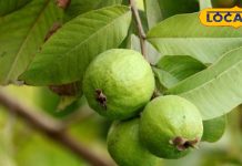 ऐसे लोगों को नहीं करना चाहिए अमरूद का सेवन, गंभीर बीमारी से हो सकते हैं ग्रसित, जानें एक्सपर्ट टिप्स