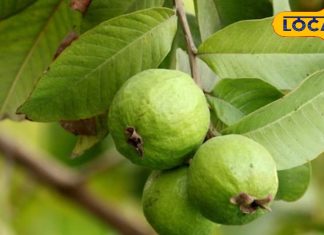 ऐसे लोगों को नहीं करना चाहिए अमरूद का सेवन, गंभीर बीमारी से हो सकते हैं ग्रसित, जानें एक्सपर्ट टिप्स