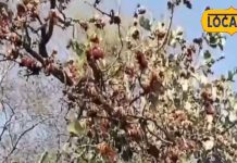 Palash Juice ke Fayde: अनार और मौसंबी का बाप है इस फूल का शरबत, शरीर में फूंक देगा जान, लू से करेगा बचाव