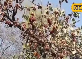 Palash Juice ke Fayde: अनार और मौसंबी का बाप है इस फूल का शरबत, शरीर में फूंक देगा जान, लू से करेगा बचाव