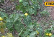 100 मर्ज की एक दवा है यह कांटेदार पौधा…जड़, फल-फूल सब औषधि, पाइल्स से लेकर दांत दर्द तक में असरदार