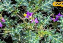 рдХрдордЬреЛрд░ рд╢рд░реАрд░ рдореЗрдВ рдЬрд╛рди рдлреВрдВрдХ рджреЗрдЧрд╛ рдпреЗ рдХрд╛рдВрдЯреЗрджрд╛рд░ рдкреМрдзрд╛, рдмреАрдЬ, рдкрддреНрддреА рдФрд░ рдлреВрд▓ рд╕рднреА рдФрд╖рдзреАрдп рдЧреБрдгреЛрдВ рд╕реЗ рднрд░рдкреВрд░! тАУ Bharat.one рд╣рд┐рдВрджреА