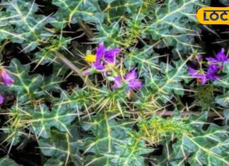 कमजोर शरीर में जान फूंक देगा ये कांटेदार पौधा, बीज, पत्ती और फूल सभी औषधीय गुणों से भरपूर! – Bharat.one हिंदी