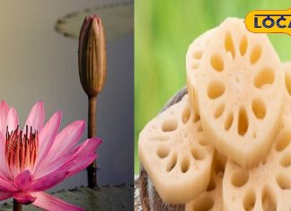 पनीर और मटन से भी ताकतवर है इस फूल के जड़ की सब्जी, अनेक रोगों में भी रामबाण इसका सेवन