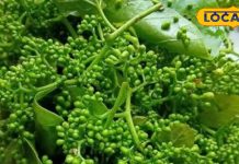 स्वाद ऐसा कि उंगलियां चांटते रह जाएंगे, ट्राइ करें छत्तीसगढ़ की खास भाजी, बस्तरिया स्टाइल में तैयार, जानें रेसिपी