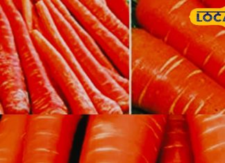 घर आए लोगों को खिलाएं गाजर से बनी ये डिश; स्वाद में लजीज, रेसिपी बिल्कुल आसान!