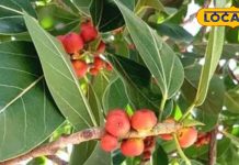 दांत से लेकर किडनी तक, शरीर की सारी बीमारी निचोड़ देगा ये पेड़, डायबिटीज के मरीजों के लिए नहीं खजाने से कम! – Bharat.one हिंदी