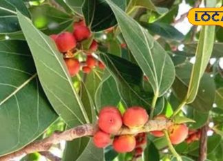 दांत से लेकर किडनी तक, शरीर की सारी बीमारी निचोड़ देगा ये पेड़, डायबिटीज के मरीजों के लिए नहीं खजाने से कम! – Bharat.one हिंदी