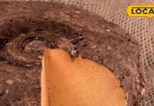 मटन से कम नहीं है दिखने में गंदी ये सब्जी… खाने से पाइल्स, मोटापा होगा दूर! कब्ज और पेट दर्द में भी कारगर