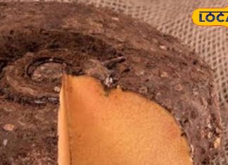 मटन से कम नहीं है दिखने में गंदी ये सब्जी… खाने से पाइल्स, मोटापा होगा दूर! कब्ज और पेट दर्द में भी कारगर