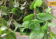 गर्मी के मौसम में रोजाना करें इन पत्तियों का सेवन, सेहत को मिलेंगे गजब फायदे