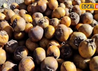 गर्मियों में कुछ ही दिन मिलती है यह जंगली फल, गर्मियों में सेहत का है खजाना, एनर्जी बूस्टर का करता है काम