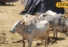 मार्च आ गया रे! पशुओं में बढ़ा हीट स्ट्रेस का खतरा, एक्सपर्ट से जानें कैसे करें देखभाल