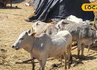 मार्च आ गया रे! पशुओं में बढ़ा हीट स्ट्रेस का खतरा, एक्सपर्ट से जानें कैसे करें देखभाल