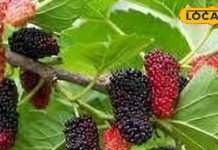 शहतूत साधारण फल नहीं, ये है बेहतरीन टॉनिक, खाते रहने से सेहत रहेगी तंदुरुस्त