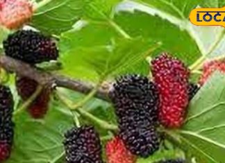 शहतूत साधारण फल नहीं, ये है बेहतरीन टॉनिक, खाते रहने से सेहत रहेगी तंदुरुस्त