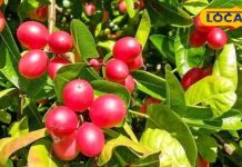 औषधीय गुणों की खान है लाल रंग का ये छोटू फल, बीपी और शुगर में पहुंचाता है आराम