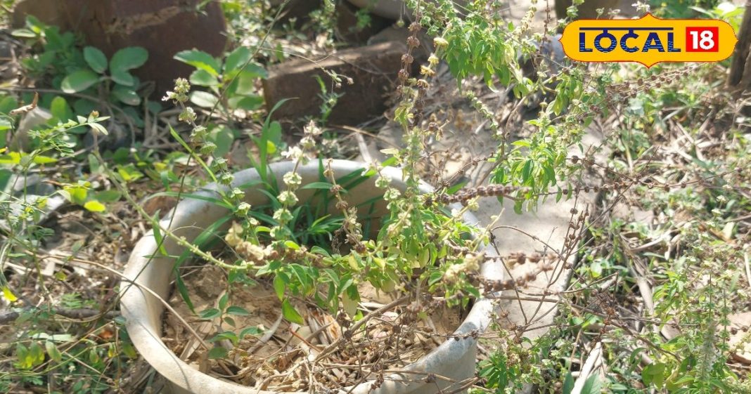 Tulsi Benefits: नींबू तुलसी से सांप काटने का आसान इलाज, अपनाएं ये खास घरेलू नुस्खा, मलेरिया बुखार में संजीवनी