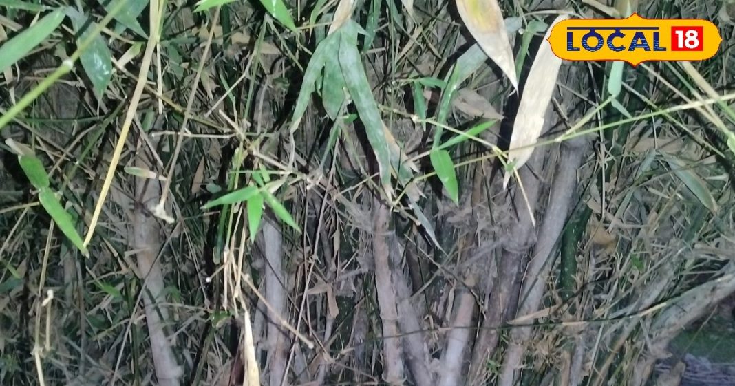 सेहत से लेकर कमाई तक के लिए रामबाण है ये देसी पौधा, चुटकियों में बीमारियां करता दूूर – Bharat.one हिंदी