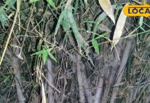 सेहत से लेकर कमाई तक के लिए रामबाण है ये देसी पौधा, चुटकियों में बीमारियां करता दूूर – Bharat.one हिंदी