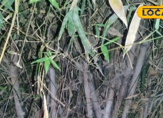 सेहत से लेकर कमाई तक के लिए रामबाण है ये देसी पौधा, चुटकियों में बीमारियां करता दूूर – Bharat.one हिंदी