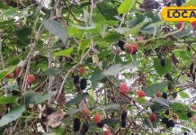 न छिलका, ना बिज….! सेहत का खजाना नहीं, बाप है ये देसी फल, डायबिटीज से लेकर हड्डियों तक सबके लिए असरदार