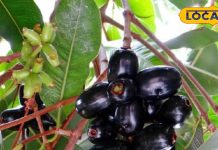 सिर्फ 3 महीने मिलने वाला ये फल… डायबिटीज 30 प्रतिशत तक कर देगा कंट्रोल, पत्तियां, छाल गुठली भी औषधि