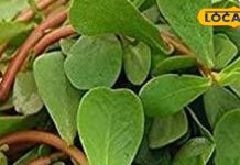 गर्मियों में कुल्फा का साग खाने के फायदे – डॉ. विद्या गुप्ता