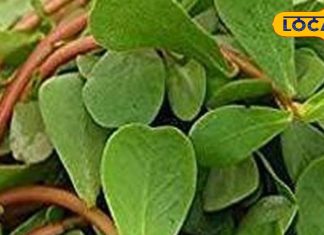 गर्मियों में कुल्फा का साग खाने के फायदे – डॉ. विद्या गुप्ता