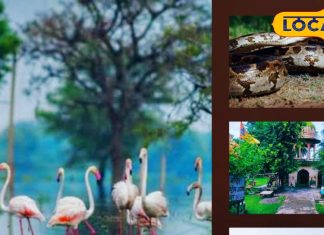 केवलादेव नेशनल पार्क में लीजिए प्रकृति का बेहतरीन नजारा, अजगर सहित जंगली जानवरों का अद्भुत संगम – Bharat.one हिंदी