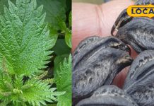 बिच्छू जैसा डंक मारती है यह पौधा, इन बीमारियों का है रामबाण दवा