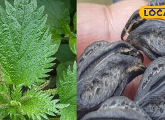 बिच्छू जैसा डंक मारती है यह पौधा, इन बीमारियों का है रामबाण दवा