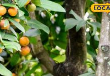 आदिवासियों का 'हरा सोना' है ये जंगली फल, खाते ही दूर हो जाएगी शरीर की कमजोरी,