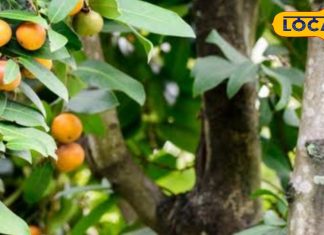 आदिवासियों का 'हरा सोना' है ये जंगली फल, खाते ही दूर हो जाएगी शरीर की कमजोरी,