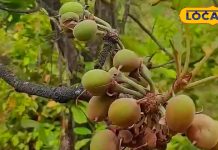 दांत और हड्डियों की समस्या का पुख्ता इलाज है यह फल, जिंक और कैल्शियम से है भरपूर