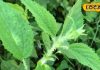 Health Tips: कमाल की है ये पहाड़ी घास, चोट में फौरान देती है आराम, भयंकर से भयंकर दर्द में मिनटों में मिलती है राहत