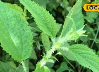 Health Tips: कमाल की है ये पहाड़ी घास, चोट में फौरान देती है आराम, भयंकर से भयंकर दर्द में मिनटों में मिलती है राहत