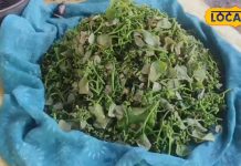 इस गर्मी जरूर खाएं बोहार भाजी, औषधीय गुणों और पोषक तत्वों से भरपूर, ऐसे होती है तैयार