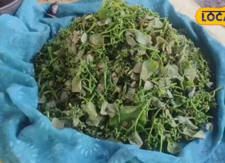 इस गर्मी जरूर खाएं बोहार भाजी, औषधीय गुणों और पोषक तत्वों से भरपूर, ऐसे होती है तैयार