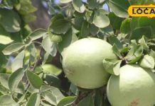 ये पौधा करता है तिकड़म…डायबिटीज-पीलिया का दुश्मन, एनीमिया से भी बचाए, खाते ही मिलेंगे हजारों फायदे – Bharat.one हिंदी