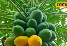 इन 5 लोगों को भूलकर भी नहीं खाना चाहिए पपीता, पहुंचा सकता है सेहत को नुकसान – Bharat.one हिंदी