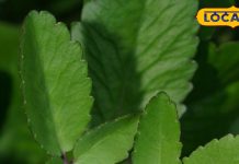 हर दिन सिर्फ दो पत्तियां…जड़ से खत्म हो जाएगी पथरी की समस्या, ऐसे करें सेवन