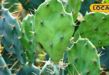 Health Tips: अंदरूनी चोट-मोच की समस्या से तुंरत पाएं छुटकारा, इस पहाड़ी हरे पत्ते से दर्द को चुटकियों में करें ठीक