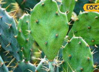 Health Tips: अंदरूनी चोट-मोच की समस्या से तुंरत पाएं छुटकारा, इस पहाड़ी हरे पत्ते से दर्द को चुटकियों में करें ठीक