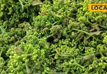 चिकन से महंगी और मटन से तगड़ी, लाजवाब है छत्तीसगढ़ की ये सब्जी, खाने से आती है घोड़े जैसी ताकत, जानें कीमत