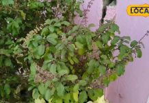 बदलते मौसम में तुलसी के पत्ते हैं रामबाण, सर्दी-खांसी रोके और शरीर की बढ़ाए इम्यूनिटी